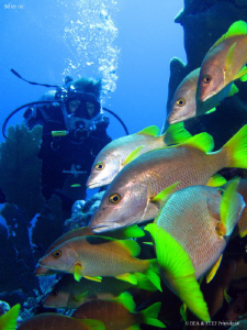 Schoolmaster, Lutjanus apodus. San Pedro, Belize. Canon I... by Bea & Stef Primatesta 